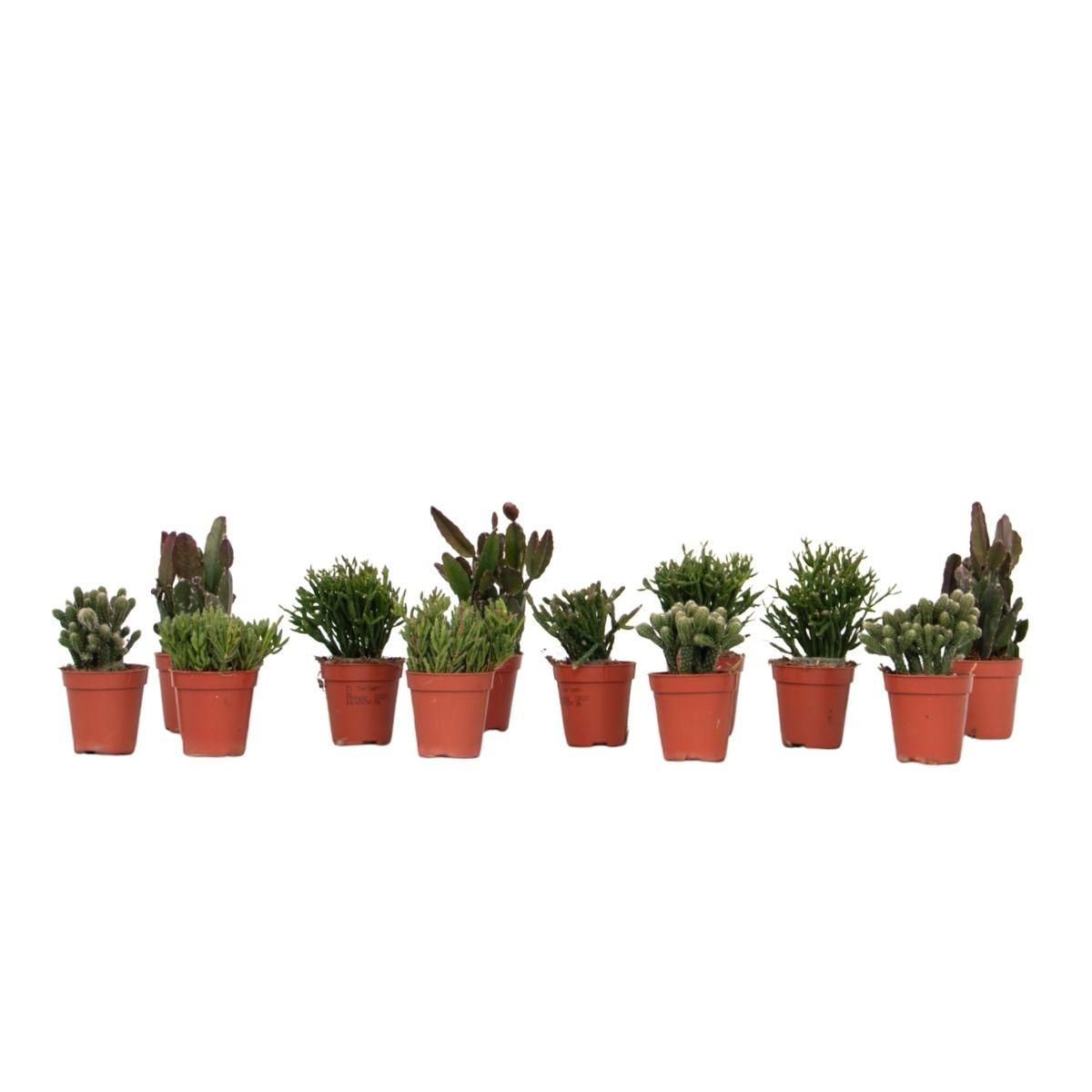 PLANT IN A BOX Cactus corail mix - Rhipsalis - Lot de 12 - Hauteur 8-12 cm - Pot 5.5 cm
