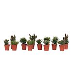PLANT IN A BOX Cactus corail mix - Rhipsalis - Lot de 12 - Hauteur 8-12 cm - Pot 5.5 cm