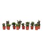 Voir la diapositive 1 : PLANT IN A BOX Cactus corail mix - Rhipsalis - Lot de 12 - Hauteur 8-12 cm - Pot 5.5 cm