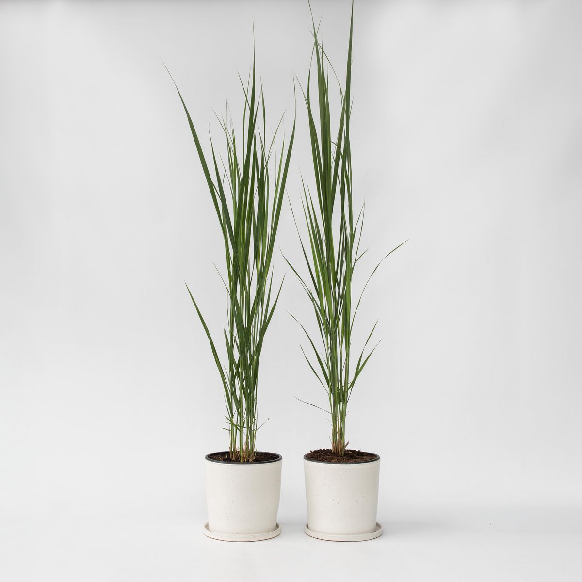 PLANT IN A BOX Panic érigé - Set de 2 - Panicum virgatum 'Northwind' - Hauteur 40-60cm - ⌀23cm