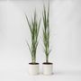 Voir la diapositive 5 : PLANT IN A BOX Panic érigé - Set de 2 - Panicum virgatum 'Northwind' - Hauteur 40-60cm - ⌀23cm