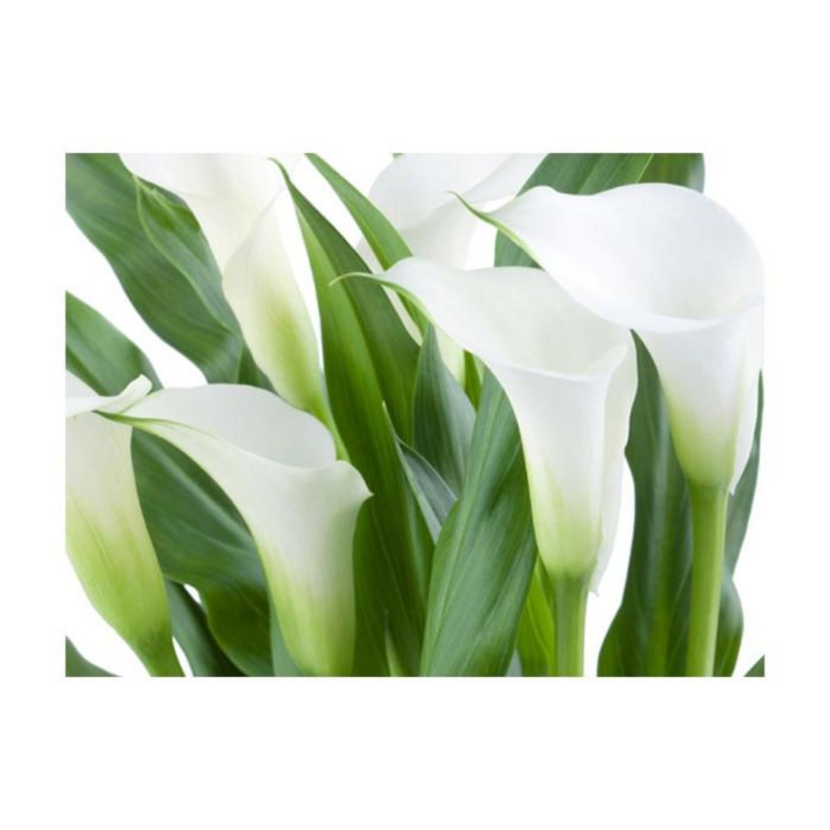 Paris Prix Papier Peint  Bouquet de Fleurs Callas