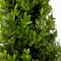Voir la diapositive 3 : PLANT IN A BOX Houx crenelé - Ilex crenata 'Jenny' - Hauteur 55-65cm - ⌀21cm