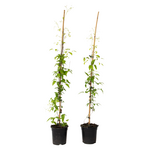 PLANT IN A BOX Clématite - Lot de 2 - Clematis 'Hagley Hybrid' - Hauteur 100-120cm - ⌀17cm
