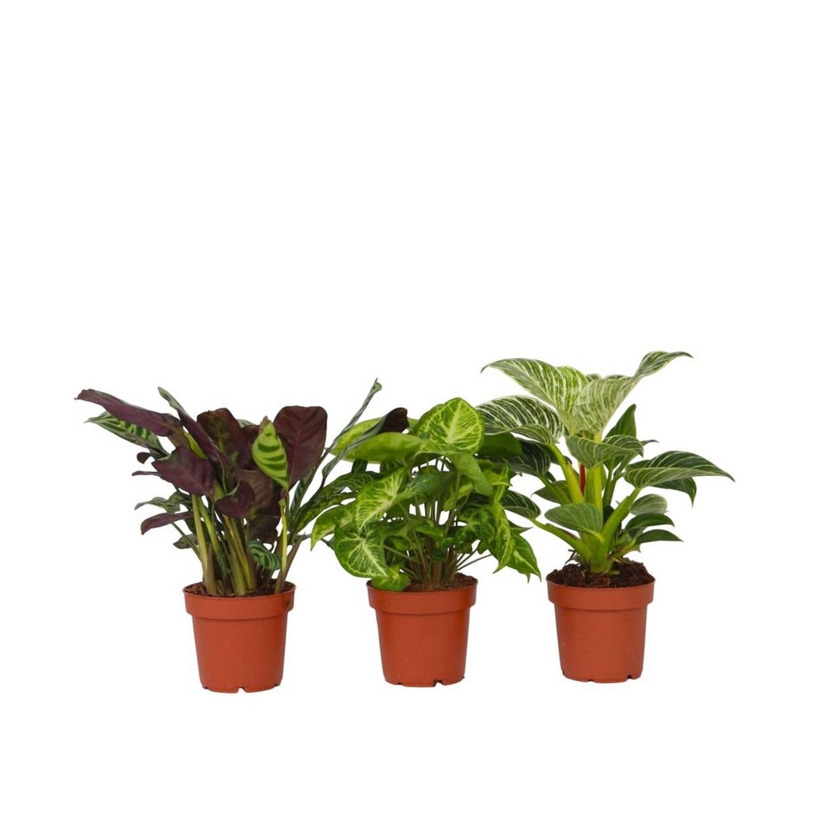 PLANT IN A BOX Mélange de plantes d'intérieur - Set de 3 - Hauteur 25-40cm - ⌀12cm