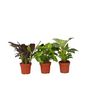 Voir la diapositive 1 : PLANT IN A BOX Mélange de plantes d'intérieur - Set de 3 - Hauteur 25-40cm - ⌀12cm