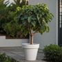 Voir la diapositive 4 : PLANT IN A BOX Figuier de Barbarie - Set de 2 - Ficus Carica - Hauteur 70-90cm - ⌀21cm