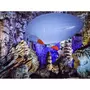 Smartbox Vol en aéroplume de 20 min avec 2 accompagnants au sol dans une grotte près d'Alès - Coffret Cadeau Sport & Aventure