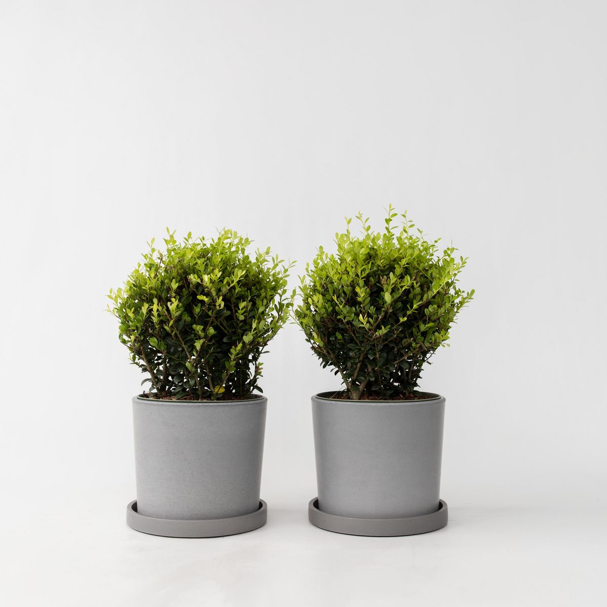 PLANT IN A BOX Houx crenelé - Ilex crenata 'Jenny' - Hauteur 30-40cm - ⌀17cm