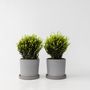 Voir la diapositive 6 : PLANT IN A BOX Houx crenelé - Ilex crenata 'Jenny' - Hauteur 30-40cm - ⌀17cm
