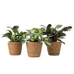 PLANT IN A BOX Lot de 3 plantes d'intérieur avec paniers - Hauteur 25-40cm - ⌀12cm