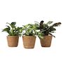 Voir la diapositive 1 : PLANT IN A BOX Lot de 3 plantes d'intérieur avec paniers - Hauteur 25-40cm - ⌀12cm