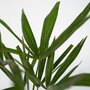 Voir la diapositive 3 : PLANT IN A BOX Palmier de Chine - Trachycarpus Fortunei - Hauteur 35-45cm - ⌀15cm