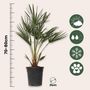 Voir la diapositive 2 : PLANT IN A BOX Palmier nain - Set de 2 - Chamaerops humilis - Hauteur 70-80cm - ⌀21cm