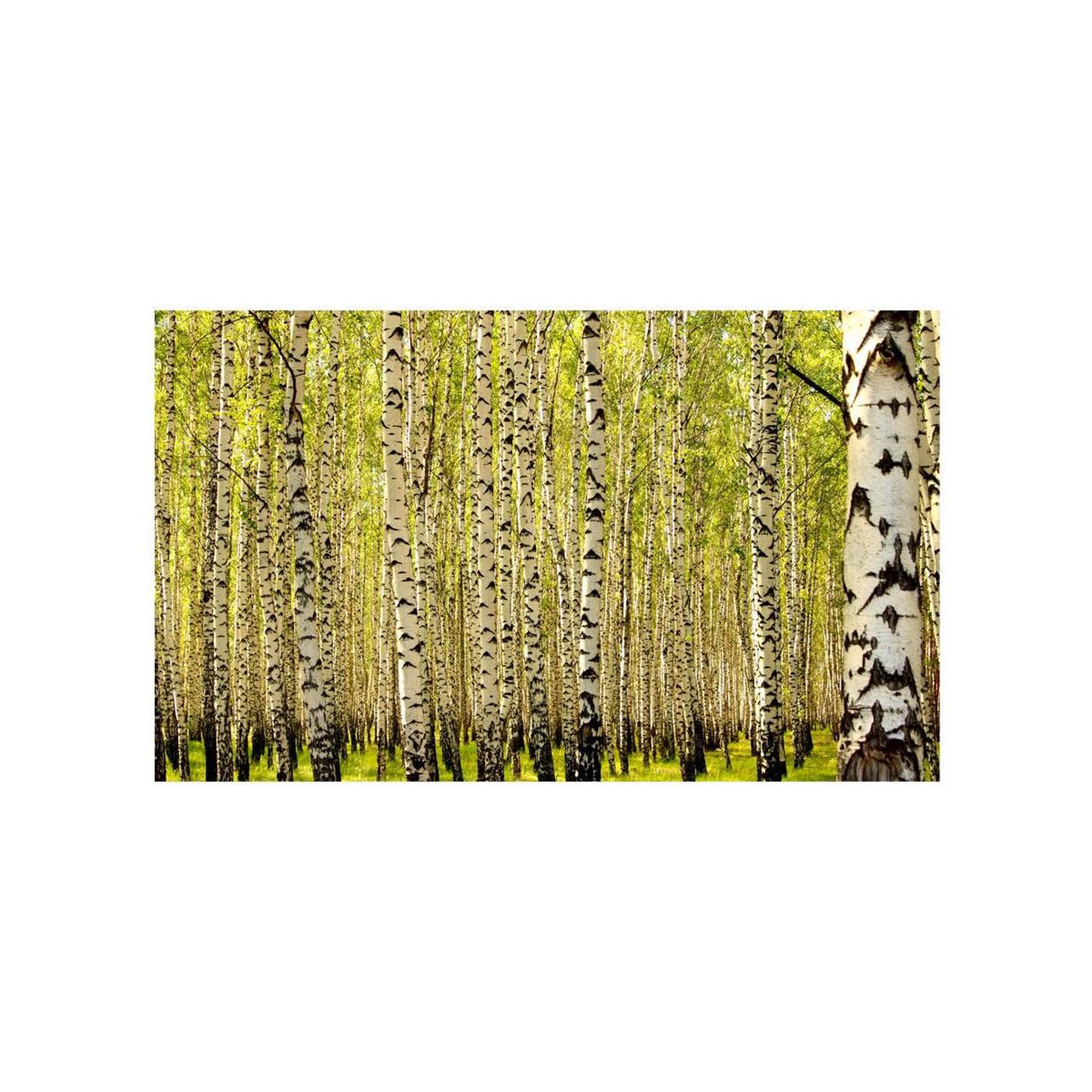 Voir la diapositive 2 : Paris Prix Papier peint  forêt de bouleaux ii  450x270cm