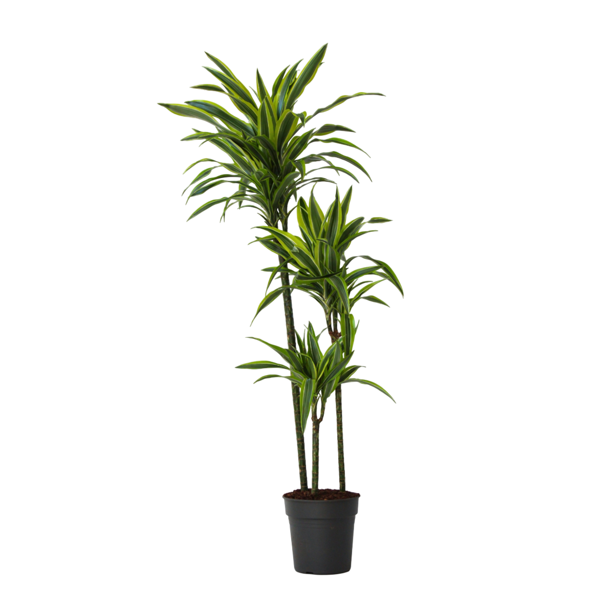 PLANT IN A BOX Dragonnier - Dracaena 'Lemon Lime' - Hauteur 130-140cm - ⌀24cm
