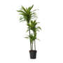 Voir la diapositive 1 : PLANT IN A BOX Dragonnier - Dracaena 'Lemon Lime' - Hauteur 130-140cm - ⌀24cm