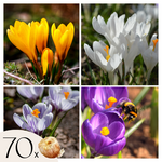 PLANT IN A BOX Bulbes de crocus - Lot de 70 - Fleurs printanières colorées pour jardin