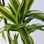 Voir la diapositive 3 : PLANT IN A BOX Dragonnier - Dracaena 'Lemon Lime' - Hauteur 130-140cm - ⌀24cm