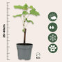 Voir la diapositive 2 : PLANT IN A BOX Vigne à raisin - Set de 24 - Vitis vinifera - Hauteur 25-40cm - ⌀9cm