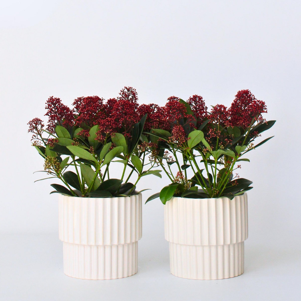 PLANT IN A BOX Arbuste à fleurs - Set de 2 - Skimmia japonica 'Rubella' - H35-45cm - ⌀15cm