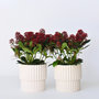 Voir la diapositive 6 : PLANT IN A BOX Arbuste à fleurs - Set de 2 - Skimmia japonica 'Rubella' - H35-45cm - ⌀15cm
