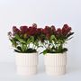 Voir la diapositive 6 : PLANT IN A BOX Arbuste à fleurs - Set de 2 - Skimmia japonica 'Rubella' - H35-45cm - ⌀15cm