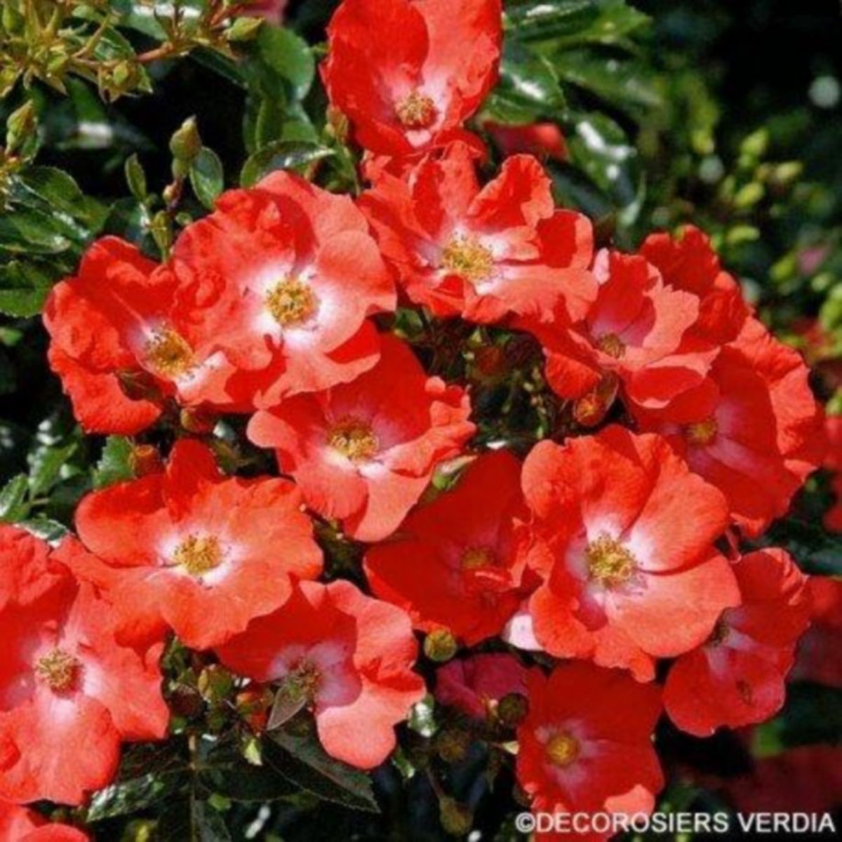 Rosier décorosiers Isalia ®