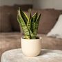 Voir la diapositive 5 : PLANT IN A BOX Langue de belle-mère - Set de 2 - Sansevieria Futura Superba - H35-40cm - ⌀12cm