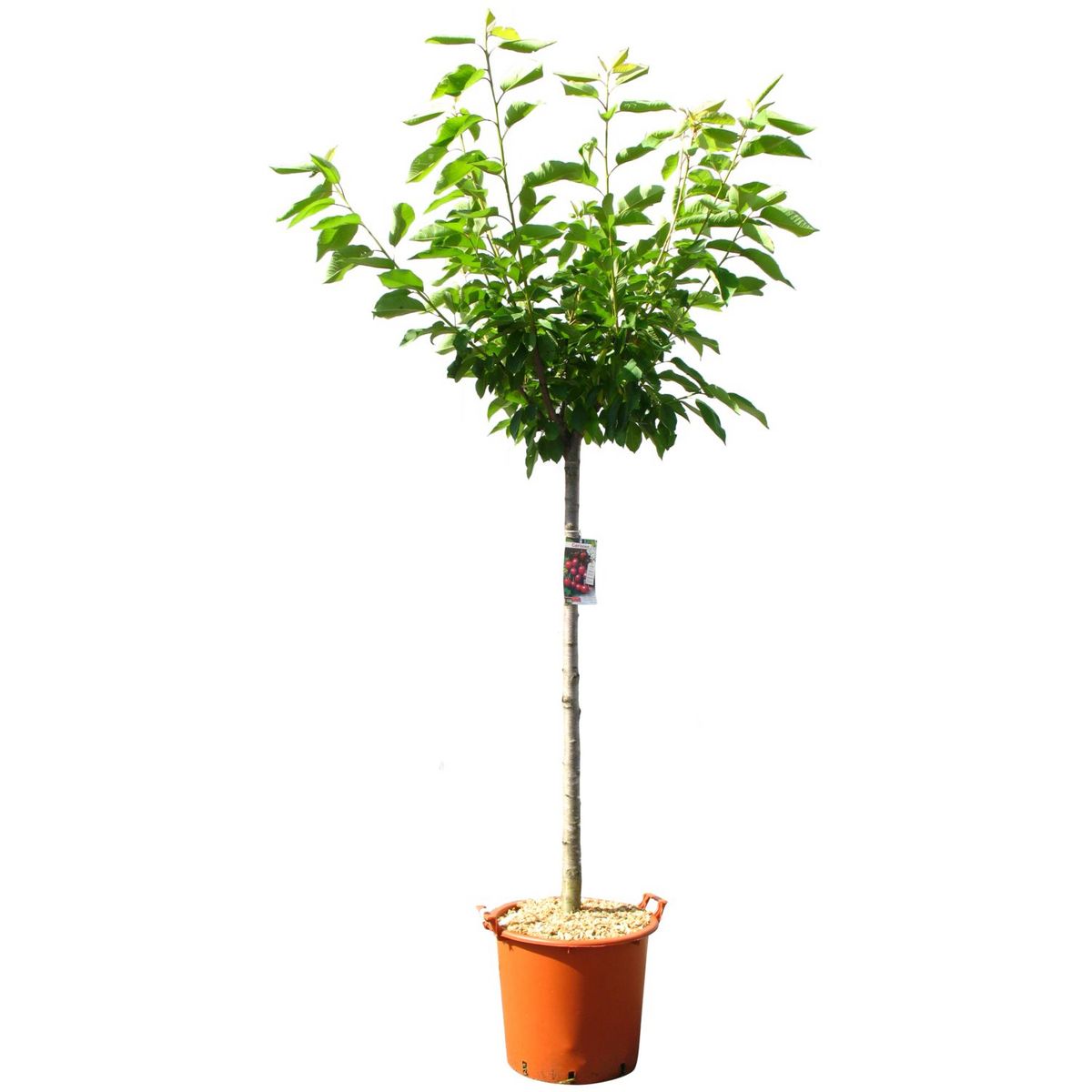 Cerisier burlat - prunus avium burlatburlat