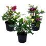 Voir la diapositive 1 : PLANT IN A BOX Rose de Noël - Set de 3 - Helleborus orientalis - Hauteur 20-30cm - ⌀12cm
