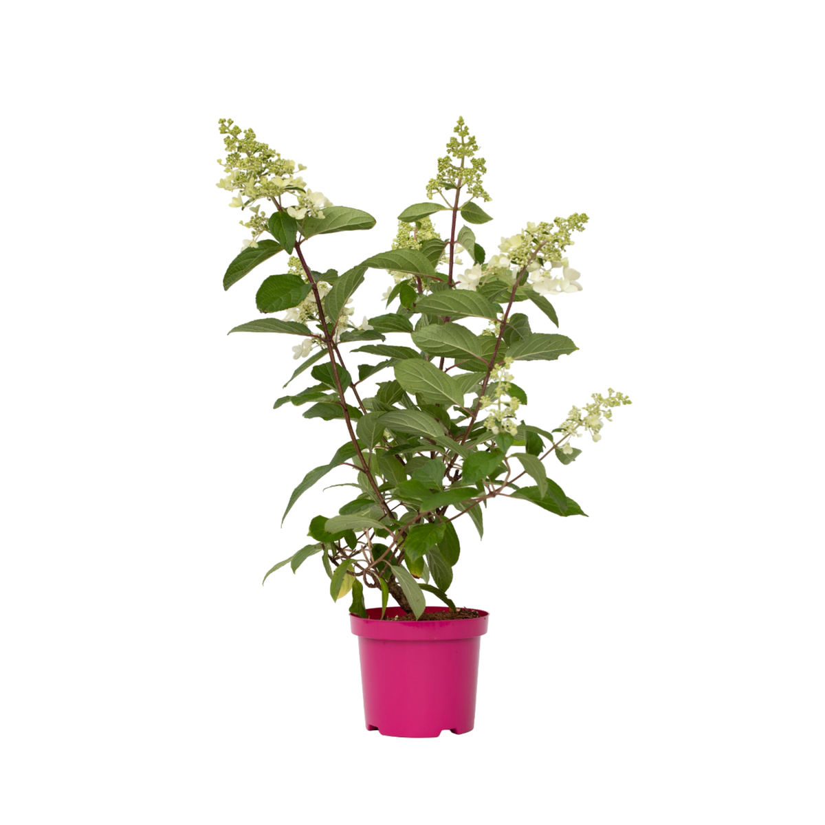 PLANT IN A BOX Hortensia - Set de 4 - Hydrangea paniculata 'Pinky Winky' - H25-40cm - ⌀19cm