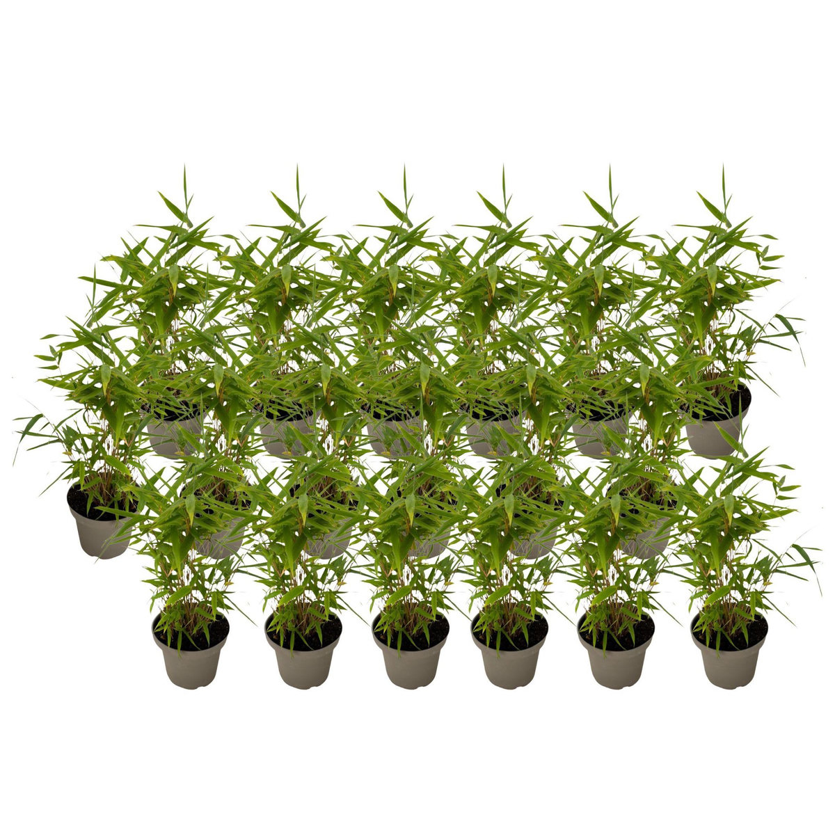 PLANT IN A BOX Bambou - Lot de 18 - Fargesia nitida 'Black Dragon' - Hauteur 25-40cm - ⌀14cm