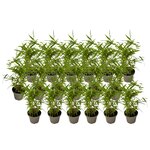 PLANT IN A BOX Bambou - Lot de 18 - Fargesia nitida 'Black Dragon' - Hauteur 25-40cm - ⌀14cm