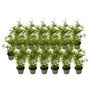 Voir la diapositive 1 : PLANT IN A BOX Bambou - Lot de 18 - Fargesia nitida 'Black Dragon' - Hauteur 25-40cm - ⌀14cm