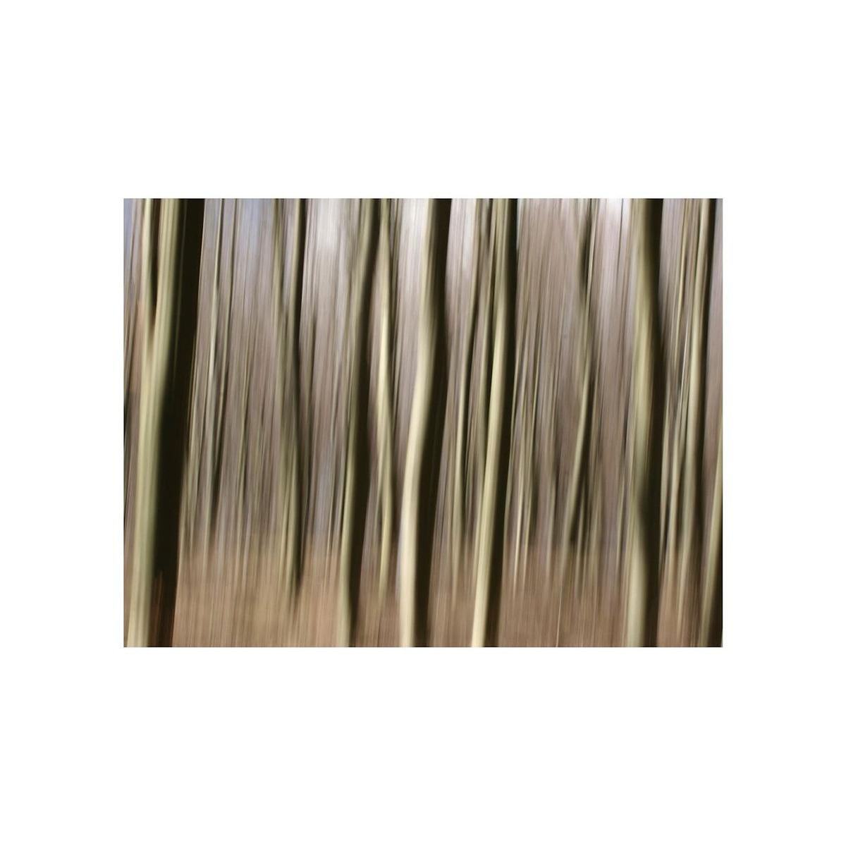 Paris Prix Papier Peint  Forêt