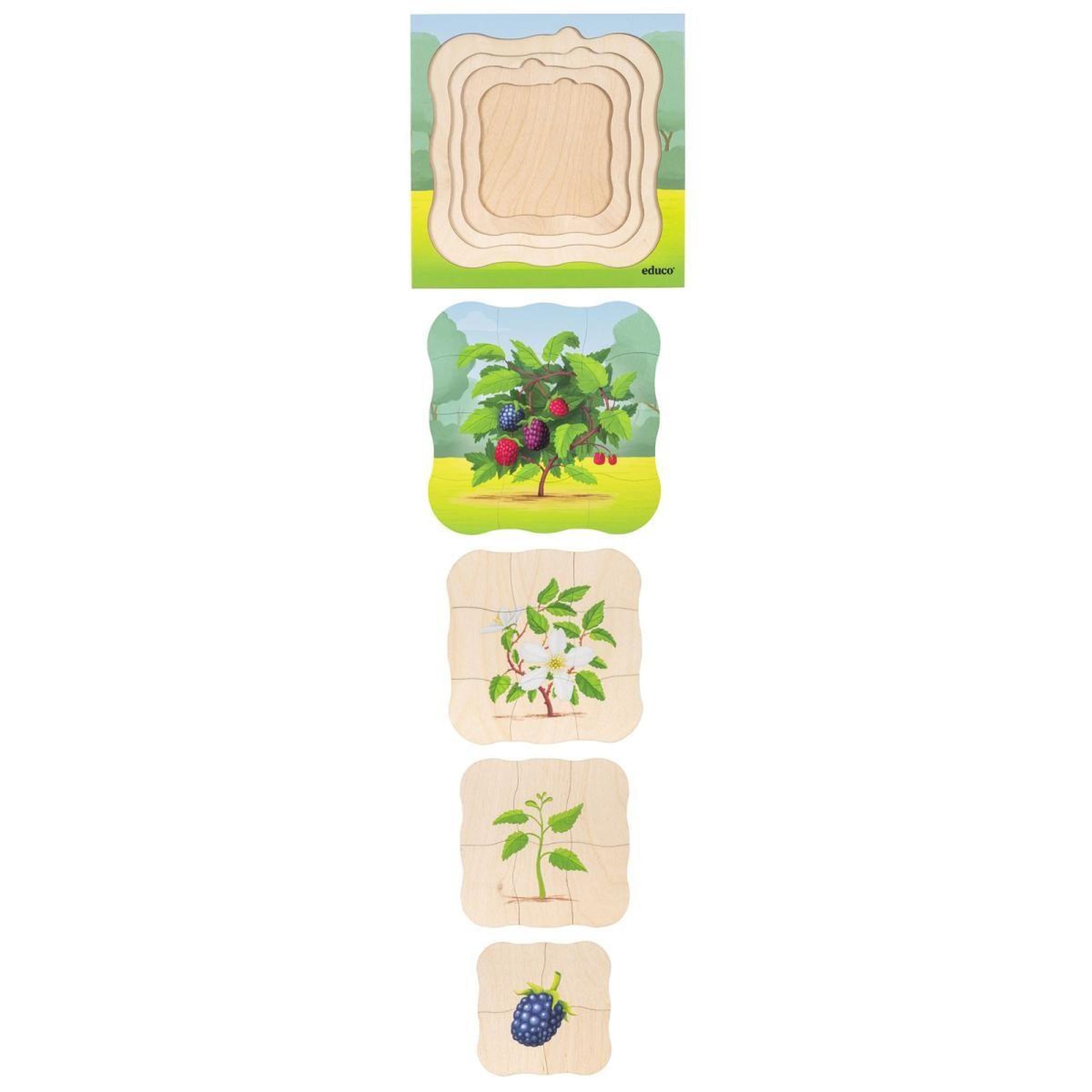 Voir la diapositive 2 : EDUCO Dans la forêt - le mûrier pousse — 31 pièces de puzzle