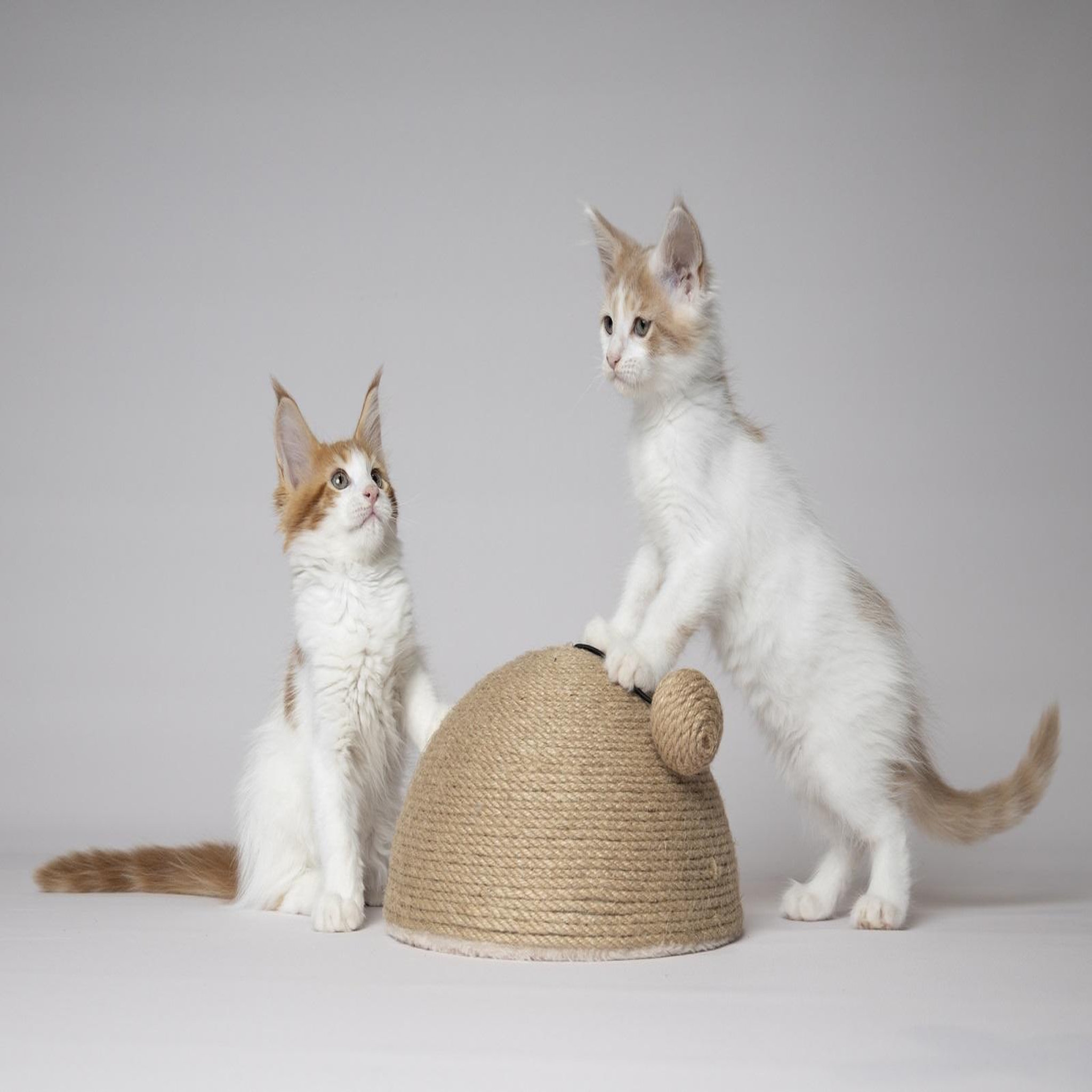 Voir la diapositive 2 : Eden Jouet a griffer pour chat coupole en jute avec balle sonore