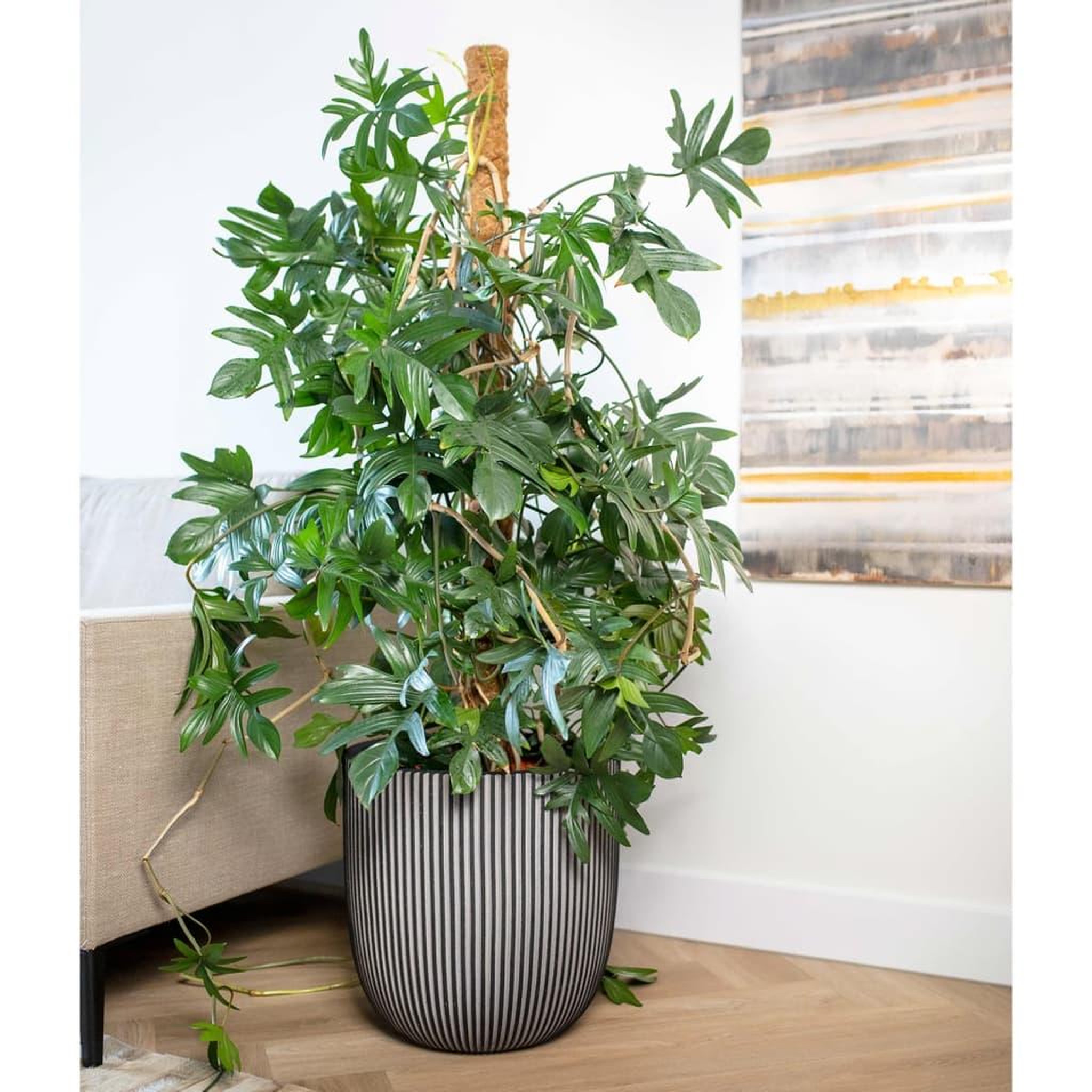 CAPI Capi Jardiniere Groove 43x41 cm anthracite