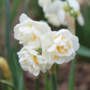 Voir la diapositive 3 : PLANT IN A BOX Narcisse - Set de 10 - Narcissus 'Double Mix' - Bulbes à fleurs