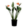 Voir la diapositive 1 : PLANT IN A BOX Oiseau de paradis - Strelitzia reginae - avec fleurs - Hauteur 70-100cm - Ø19cm