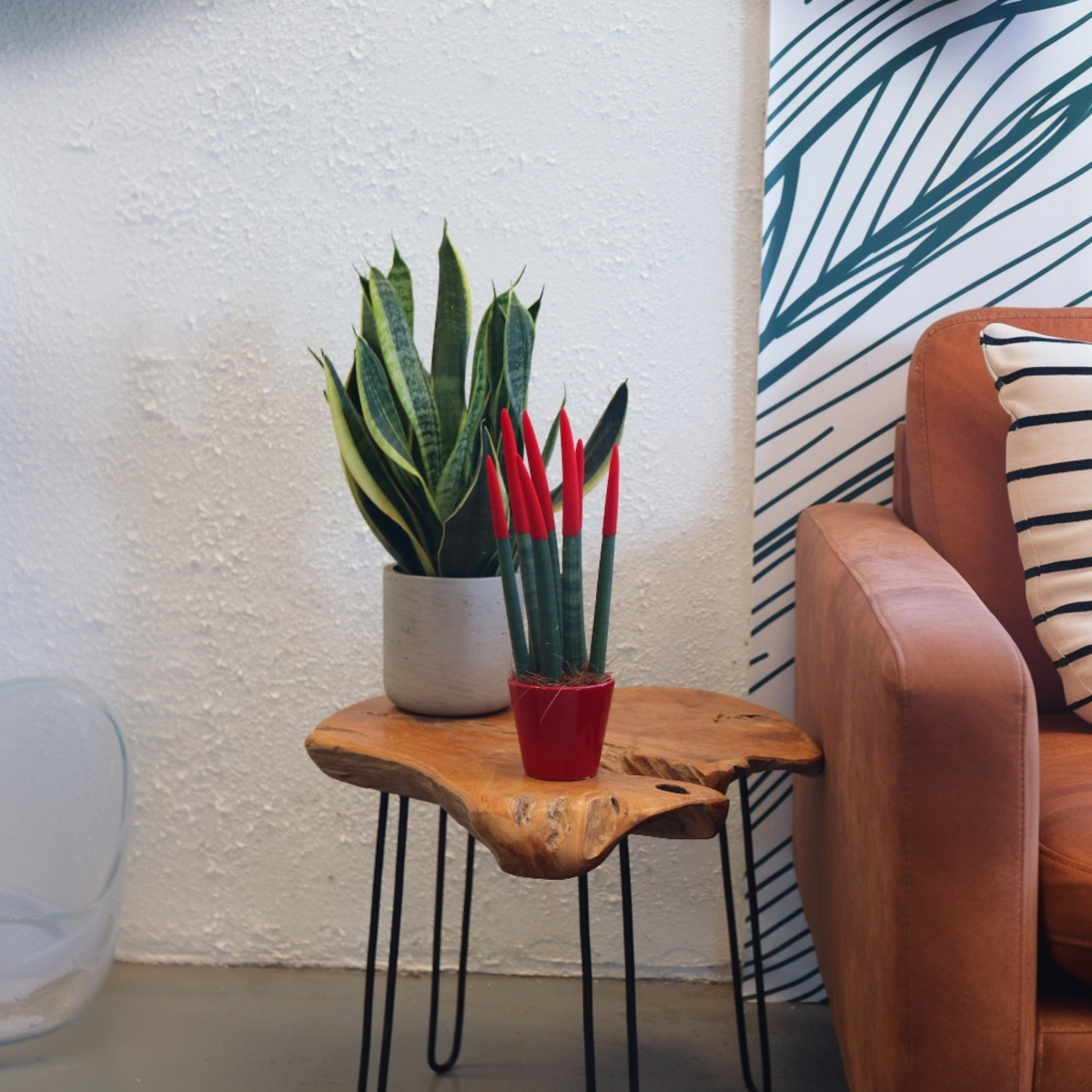 PLANT IN A BOX Sansevieria cylindrique - Hauteur 20-40cm - Pot 9cm