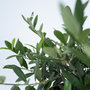 Voir la diapositive 3 : PLANT IN A BOX Olivier - Olea europaea - Hauteur 30-40cm - ⌀21cm