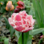 Voir la diapositive 3 : PLANT IN A BOX Tulipe - Set de 10 - Tulipa 'Queensland' - Bulbes à fleurs - Rose