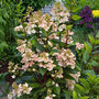 Voir la diapositive 4 : PLANT IN A BOX Hortensia - Hydrangea paniculata 'Early Harry' - Hauteur 25-40cm - ⌀19cm