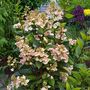 Voir la diapositive 4 : PLANT IN A BOX Hortensia - Hydrangea paniculata 'Early Harry' - Hauteur 25-40cm - ⌀19cm