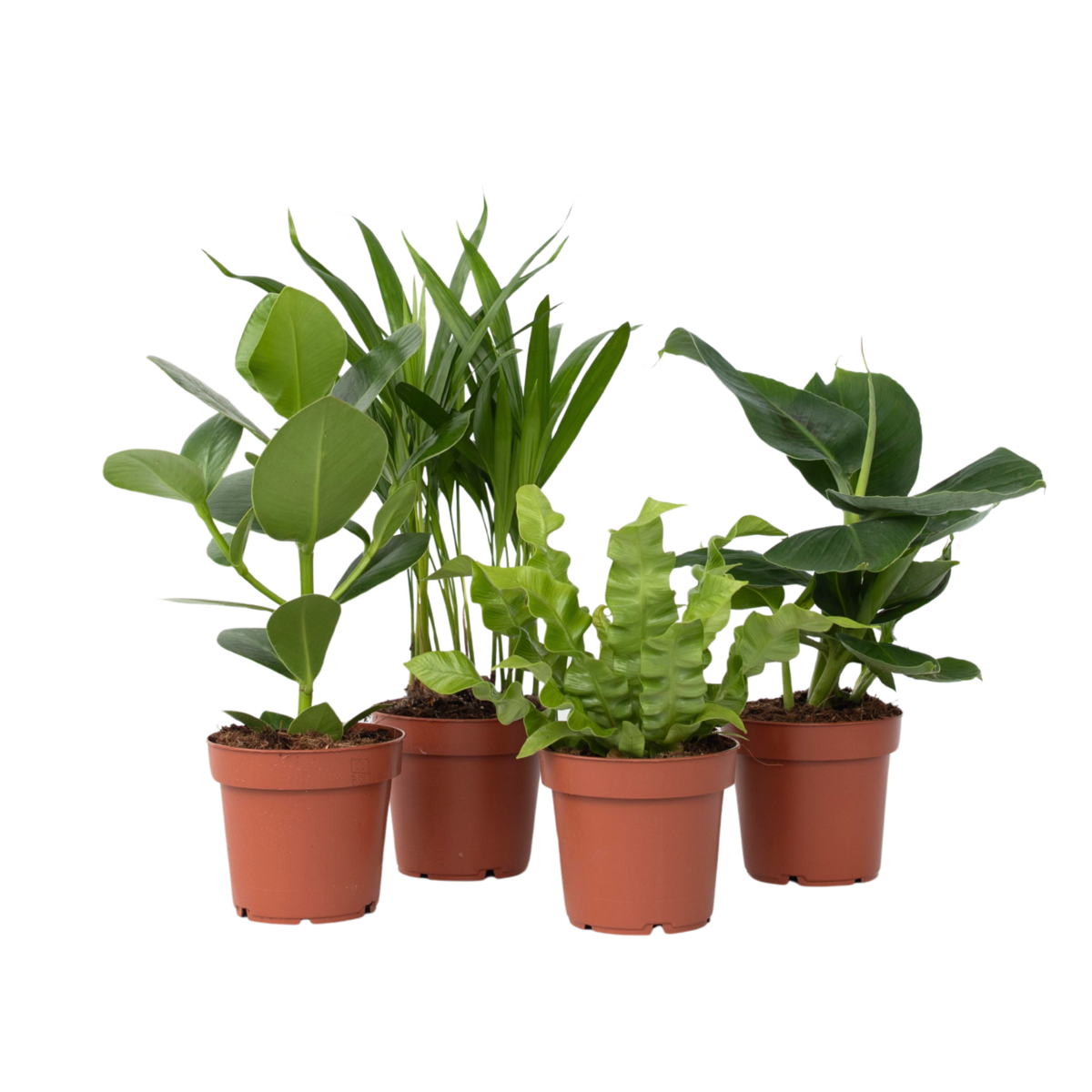 PLANT IN A BOX Plantes d'intérieur - Set de 4 - Areca Asplenium Clusia Musa - H25-40cm - ⌀12cm