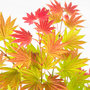 Voir la diapositive 3 : PLANT IN A BOX Érable du Japon - Acer palmatum 'Moonrise' - Hauteur 40-50cm - ⌀19cm