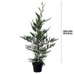 Cyprès de leyland (Cupressocyparis Leylandii) - Pot de 3L - H/60-80cm