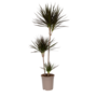Voir la diapositive 1 : PLANT IN A BOX Dragonnier - Dracaena marginata - Hauteur 110-130cm - ⌀24cm